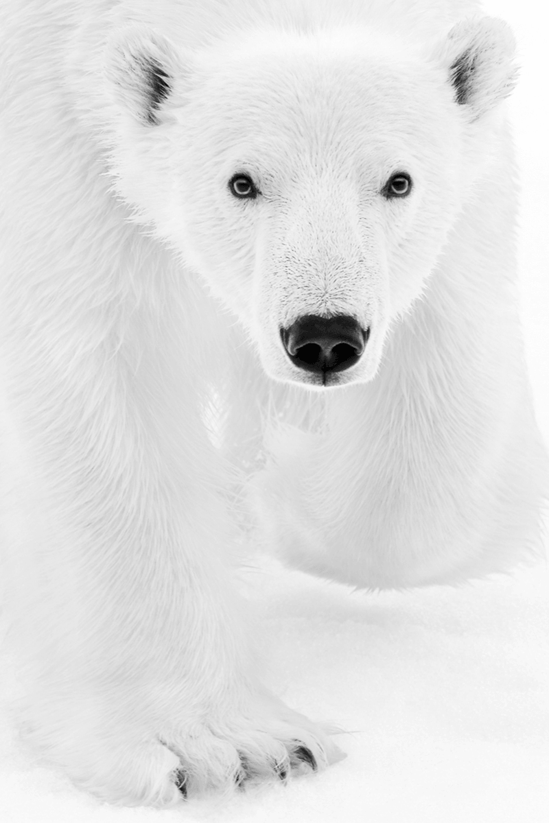 Rémi DURIEZ - Projet Kyriakos Kaziras